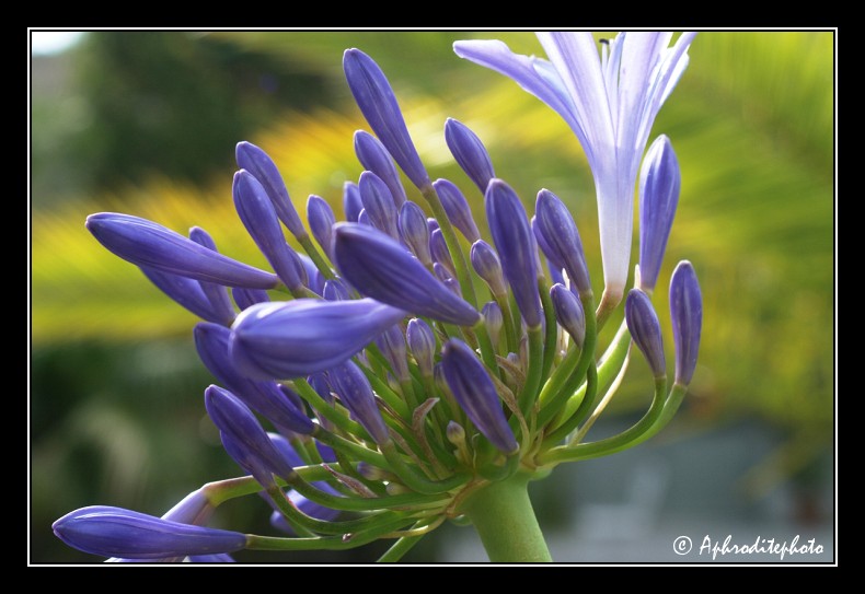 004 Fleurs